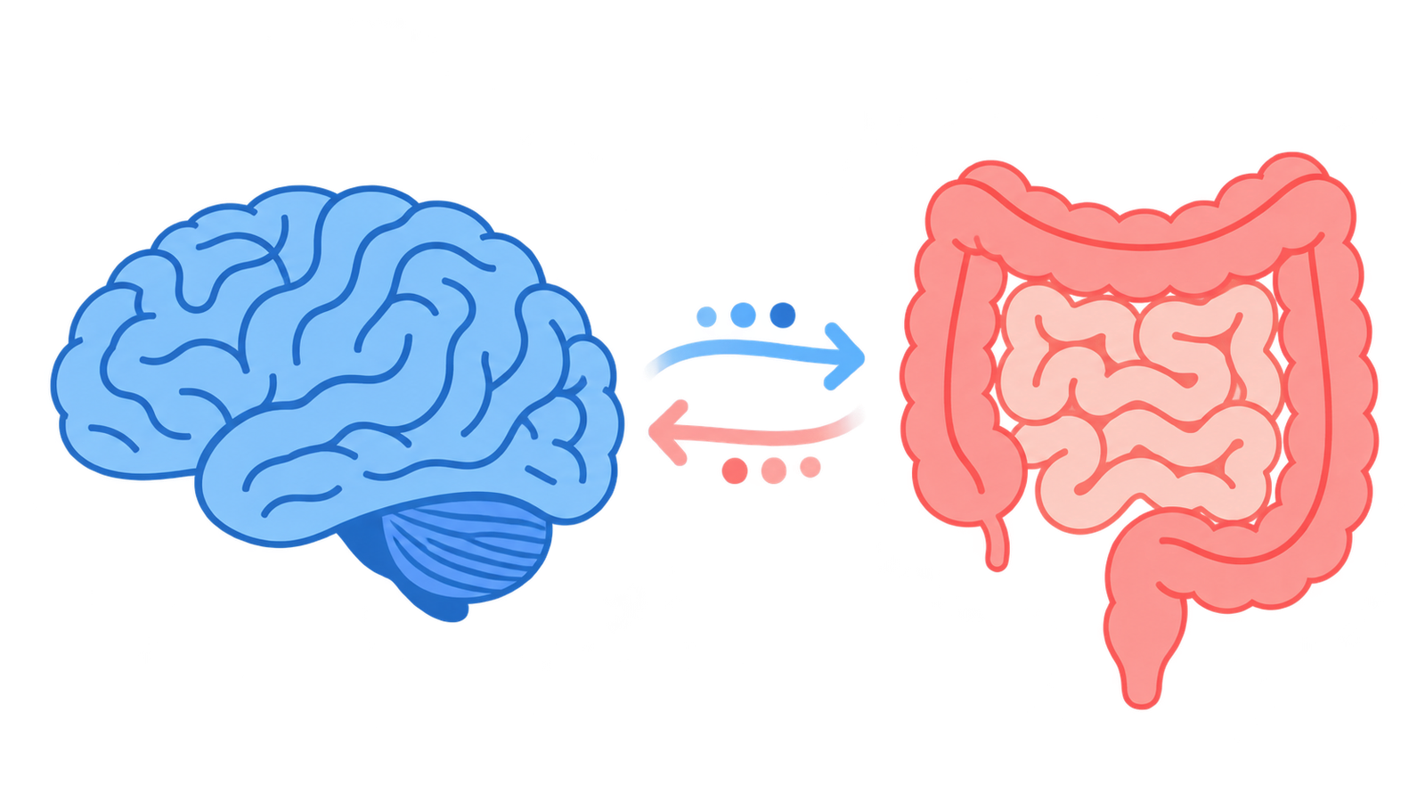 Illustration simplifiée de la communication entre le cerveau et l’intestin